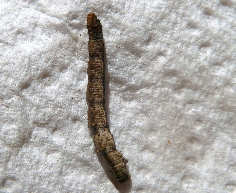 Bruco Geometride 2 - Idaea sp.